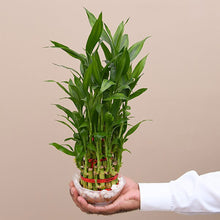 Load image into Gallery viewer, Puspita Nursery Two Layer Lucky Bamboo With Clear Round Glass Pot