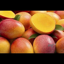 Load image into Gallery viewer, Puspita Nursery Sindhu Mango Tree (Sindhu, Grafted, Seedless Mango) - Plant