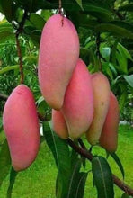 Load image into Gallery viewer, Puspita Nursery Original King Of Chakapat Mango Plant Rare & Unique Variety of Mango Live Plant