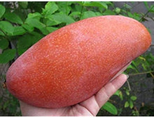 Load image into Gallery viewer, Puspita Nursery Original King Of Chakapat Mango Plant Rare & Unique Variety of Mango Live Plant