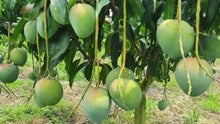 Load image into Gallery viewer, Puspita Nursery Khas Ul Khas Mango Plant - Premium Sweet Mango Variety for Home Gardens