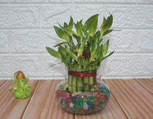 Load image into Gallery viewer, Puspita Nursery Two Layer Lucky Bamboo With Clear Round Glass Pot