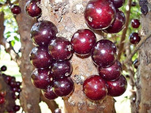 Load image into Gallery viewer, Puspita Nursery Original Brazilian grape Jaboticaba Plant Rare & Unique Red Color Grafted Fruit Plant