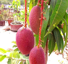 Load image into Gallery viewer, Puspita Nursery Original King Of Chakapat Mango Plant Rare & Unique Variety of Mango Live Plant
