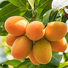Load image into Gallery viewer, Puspita Nursery Himsagar Mango Plant Sweetest Mango Fruit King of Mango