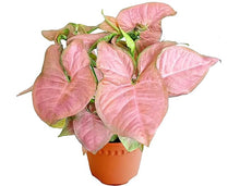 Load image into Gallery viewer, Puspita Nursery Syngonium Plant Pink Color with Pot