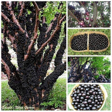 Load image into Gallery viewer, Puspita Nursery Original Brazilian grape Jaboticaba Escarlate Plant Rare & Unique Grafted Fruit Plant