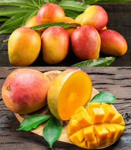 Load image into Gallery viewer, Puspita Nursery Sindhu Mango Tree (Sindhu, Grafted, Seedless Mango) - Plant