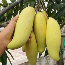 Load image into Gallery viewer, Puspita Nursery Mahachanak Mango Plant-Grafted Rare Variety