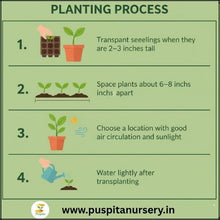 Load image into Gallery viewer, Puspita Nursery Antirrhinum Mixed Flower Seeds – Vibrant Snapdragon Blooms | Easy to Grow Annuals | Ideal for Pots, Borders & Gardens | Long-Lasting Winter Flowers