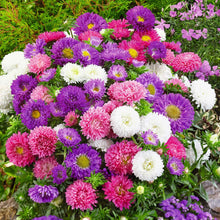 Load image into Gallery viewer, Puspita Nursery Aster Double Mixed Flower Seeds – Premium Quality, Multi-Color Blooms, Easy to Grow for Home Garden, Pots & Borders