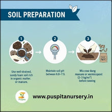 Load image into Gallery viewer, Puspita Nursery Beet Root Seeds – 25 gm | High-Yield Red Beet Variety | Fast Germination, Sweet & Juicy Roots | Suitable for Home Garden & Farm | Easy to Grow, Disease Resistant, All Season Vegetable Seeds