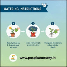 Load image into Gallery viewer, Puspita Nursery Beet Root Seeds – 25 gm | High-Yield Red Beet Variety | Fast Germination, Sweet & Juicy Roots | Suitable for Home Garden & Farm | Easy to Grow, Disease Resistant, All Season Vegetable Seeds