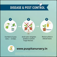 Load image into Gallery viewer, Puspita Nursery Beet Root Seeds – 25 gm | High-Yield Red Beet Variety | Fast Germination, Sweet & Juicy Roots | Suitable for Home Garden & Farm | Easy to Grow, Disease Resistant, All Season Vegetable Seeds