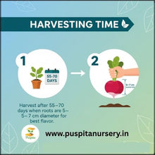 Load image into Gallery viewer, Puspita Nursery Beet Root Seeds – 25 gm | High-Yield Red Beet Variety | Fast Germination, Sweet & Juicy Roots | Suitable for Home Garden & Farm | Easy to Grow, Disease Resistant, All Season Vegetable Seeds