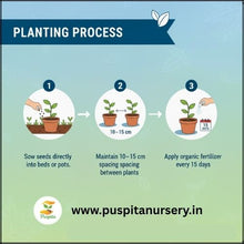 Load image into Gallery viewer, Puspita Nursery Beet Root Seeds – 25 gm | High-Yield Red Beet Variety | Fast Germination, Sweet & Juicy Roots | Suitable for Home Garden & Farm | Easy to Grow, Disease Resistant, All Season Vegetable Seeds