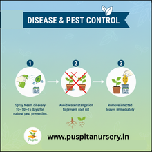 Load image into Gallery viewer, Puspita Nursery Bhangar Begun (Eggplant) Seeds – 10 gm | High-Yield Hybrid Brinjal Variety | Easy Germination Vegetable Seeds for Home Garden & Farm | All Season Planting | Fast Growth & Disease Resistant