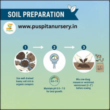 Load image into Gallery viewer, Puspita Nursery Bhangar Begun (Eggplant) Seeds – 10 gm | High-Yield Hybrid Brinjal Variety | Easy Germination Vegetable Seeds for Home Garden & Farm | All Season Planting | Fast Growth & Disease Resistant