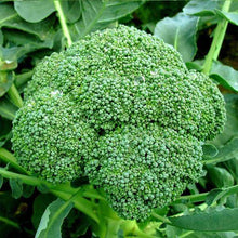 Load image into Gallery viewer, Puspita Nursery Broccoli Seeds – 10 gm | High-Yield Green Broccoli Variety | Suitable for Home Garden & Terrace Pots | Fast Germination & Disease Resistant | Organic Vegetable Seeds for All Seasons