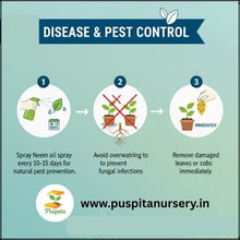 Load image into Gallery viewer, Puspita Nursery Bhutta (Corn/Maize) Seeds – 100 gm | High-Yield Sweet Corn Variety | Fast Germination & Strong Growth | Suitable for Home Garden & Farm | All Season Cultivation | Disease Resistant Vegetable Seeds