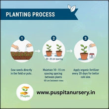 Load image into Gallery viewer, Puspita Nursery Bhutta (Corn/Maize) Seeds – 100 gm | High-Yield Sweet Corn Variety | Fast Germination & Strong Growth | Suitable for Home Garden & Farm | All Season Cultivation | Disease Resistant Vegetable Seeds