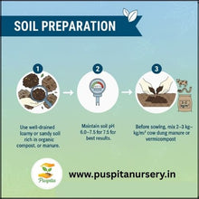 Load image into Gallery viewer, Puspita Nursery Bhutta (Corn/Maize) Seeds – 100 gm | High-Yield Sweet Corn Variety | Fast Germination & Strong Growth | Suitable for Home Garden & Farm | All Season Cultivation | Disease Resistant Vegetable Seeds