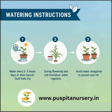 Load image into Gallery viewer, Puspita Nursery Bhutta (Corn/Maize) Seeds – 100 gm | High-Yield Sweet Corn Variety | Fast Germination & Strong Growth | Suitable for Home Garden & Farm | All Season Cultivation | Disease Resistant Vegetable Seeds