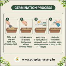 Load image into Gallery viewer, Puspita Nursery Celosia Mixed Flower Seeds – Premium Quality, Vibrant Plume Blooms, Easy to Grow for Home Garden, Pots & Borders