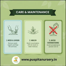 Load image into Gallery viewer, Puspita Nursery Chinese Cabbage Seeds – 10 gm | High-Yield Hybrid Napa Cabbage Variety | Ideal for Home Garden & Terrace Pots | Fast Germination & Easy to Grow | Organic Leafy Vegetable Seeds for All Seasons