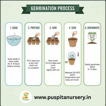 Load image into Gallery viewer, Puspita Nursery Chinese Cabbage Seeds – 10 gm | High-Yield Hybrid Napa Cabbage Variety | Ideal for Home Garden & Terrace Pots | Fast Germination & Easy to Grow | Organic Leafy Vegetable Seeds for All Seasons