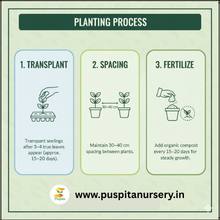 Load image into Gallery viewer, Puspita Nursery Chinese Cabbage Seeds – 10 gm | High-Yield Hybrid Napa Cabbage Variety | Ideal for Home Garden & Terrace Pots | Fast Germination & Easy to Grow | Organic Leafy Vegetable Seeds for All Seasons