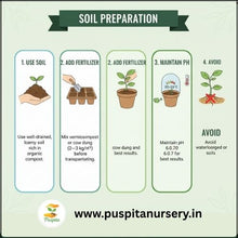 Load image into Gallery viewer, Puspita Nursery Chinese Cabbage Seeds – 10 gm | High-Yield Hybrid Napa Cabbage Variety | Ideal for Home Garden & Terrace Pots | Fast Germination & Easy to Grow | Organic Leafy Vegetable Seeds for All Seasons