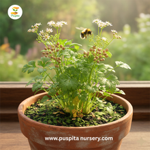 Load image into Gallery viewer, Puspita Nursery Coriander Seeds 100 gm Pack | High Germination Dhaniya Seeds | Fast Growing Leaf & Seed Variety for Home & Kitchen Garden