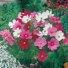 Load image into Gallery viewer, Puspita Nursery Cosmos Mixed Flower Seeds – Bright Multicolor Blooms for Home Garden & Pots | Easy to Grow | Long Flowering Period | Premium Quality Seeds by Puspita Nursery