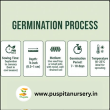 Load image into Gallery viewer, Puspita Nursery Dianthus Mixed Flower Seeds – Beautiful Winter Blooming Flower | Multi-Color, Fragrant & Easy to Grow | Perfect for Pots, Borders, Terrace & Garden | High Germination & Long Lasting Blooms