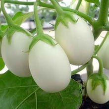 Load image into Gallery viewer, Puspita Nursery Egg Begun White Seeds – 10 gm | High-Yield White Brinjal Variety | Suitable for Home Garden & Terrace Pots | Fast Germination & Disease Resistant | Organic Vegetable Seeds for All Seasons