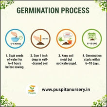 Load image into Gallery viewer, Puspita Nursery Green Squash Seeds – 10gm | High Yield Vegetable Seeds | Easy to Grow for Kitchen Garden, Balcony & Terrace | Fresh Organic Green Squash (Zucchini) Seeds for Home Gardening