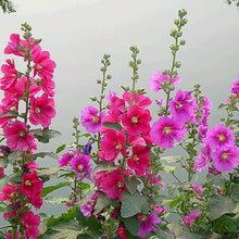 Load image into Gallery viewer, Puspita Nursery Hollyhock Mixed Flower Seeds – Multicolor Tall Blooming Plants for Garden & Pots | Easy to Grow, Long Blooming Annual | High Germination Quality Seeds