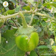 Load image into Gallery viewer, Kanta Begun Seeds for Planting β Thorny Brinjal, Indian Eggplant Variety | High Yield, Heirloom, Non-GMO | Premium Vegetable Seeds for Kitchen Garden, Pots & Farms 10gm Pack