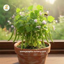 Load image into Gallery viewer, Lablab Bean Seeds for Planting β Hyacinth Bean, Indian Valor, Dolichos Lablab | Fast-Growing Climbing Vine | Heirloom, Non-GMO, High Yield | Vegetable Garden Seeds for Home & Farm 50gm Pack