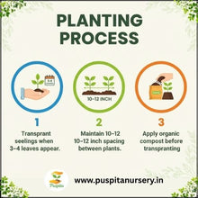 Load image into Gallery viewer, Puspita Nursery Lettuce Iceberg Seeds – Premium Quality | Fast Germination | High Yield | Fresh, Crunchy & Healthy Salad Vegetable | Ideal for Home & Kitchen Garden | Easy to Grow