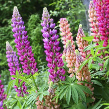 Load image into Gallery viewer, Puspita Nursery Lupins Mixed Seeds – Premium Multi-Color Flower Seeds | Tall Spikes of Vibrant Blooms | Ideal for Pots, Borders & Home Garden | Easy to Grow Winter Flowering Variety
