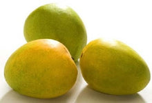 Load image into Gallery viewer, Puspita Nursery Neelam Mango Plant - Sweet, Juicy & High-Yield Mango Variety for Your Garden