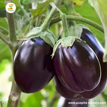 Load image into Gallery viewer, Puspita Nursery Mukta Keshi Begun (Brinjal) Seeds 10gm – High Yield, Early Harvest, Disease-Resistant Vegetable Seeds for Kitchen Garden & Farming