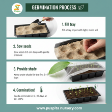 Load image into Gallery viewer, Puspita Nursery Mukta Keshi Begun (Brinjal) Seeds 10gm – High Yield, Early Harvest, Disease-Resistant Vegetable Seeds for Kitchen Garden & Farming