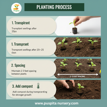 Load image into Gallery viewer, Puspita Nursery Mukta Keshi Begun (Brinjal) Seeds 10gm – High Yield, Early Harvest, Disease-Resistant Vegetable Seeds for Kitchen Garden & Farming