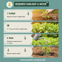 Load image into Gallery viewer, Puspita Nursery Mukta Keshi Begun (Brinjal) Seeds 10gm – High Yield, Early Harvest, Disease-Resistant Vegetable Seeds for Kitchen Garden & Farming