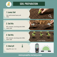 Load image into Gallery viewer, Puspita Nursery Mukta Keshi Begun (Brinjal) Seeds 10gm – High Yield, Early Harvest, Disease-Resistant Vegetable Seeds for Kitchen Garden & Farming