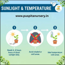 Load image into Gallery viewer, Puspita Nursery Muktajhuri Begun (Eggplant) Seeds – 10 gm | Premium Hybrid Brinjal Variety | High Yield, Disease Resistant, Easy Germination Vegetable Seeds | Suitable for Home Garden & Farm | All Season Planting