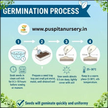 Load image into Gallery viewer, Puspita Nursery Muktajhuri Begun (Eggplant) Seeds – 10 gm | Premium Hybrid Brinjal Variety | High Yield, Disease Resistant, Easy Germination Vegetable Seeds | Suitable for Home Garden & Farm | All Season Planting